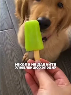 Чи годуєте ви тваринку холодною їжею?🧐 #esviarpharm #ветпрепарати #здоровятварин #собака #котик