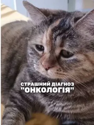 Якщо ви вже почули цей діагноз, не втрачайте надію  #esviarpharm #ветпрепарати #онкологіятварин #здоровятварин
